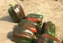 varietà peperone
