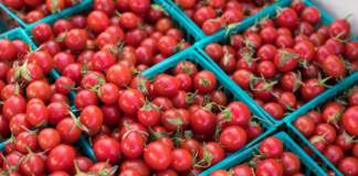 prezzi all'ingrosso dei pomodori
