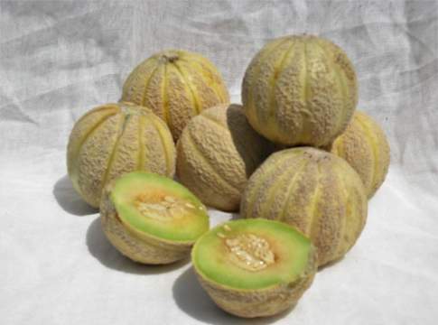 Meloni reggiani Slow Food