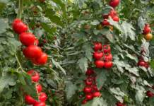 pomodoro basf varietà syrope