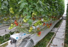 pomodoro in serra