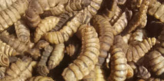 frass insetto fertilizzante