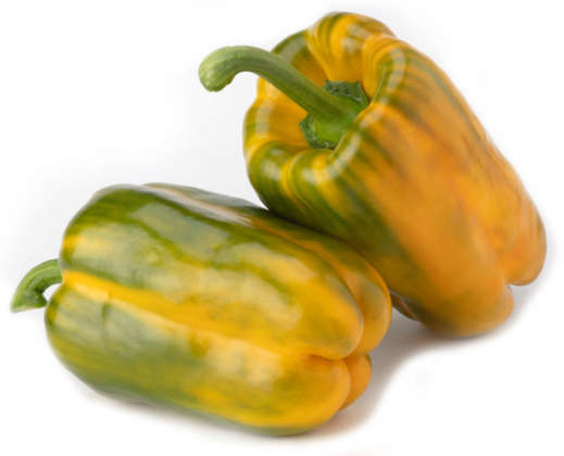 nuove varietà peperone 2023