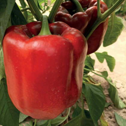 nuove varietà peperone 2023